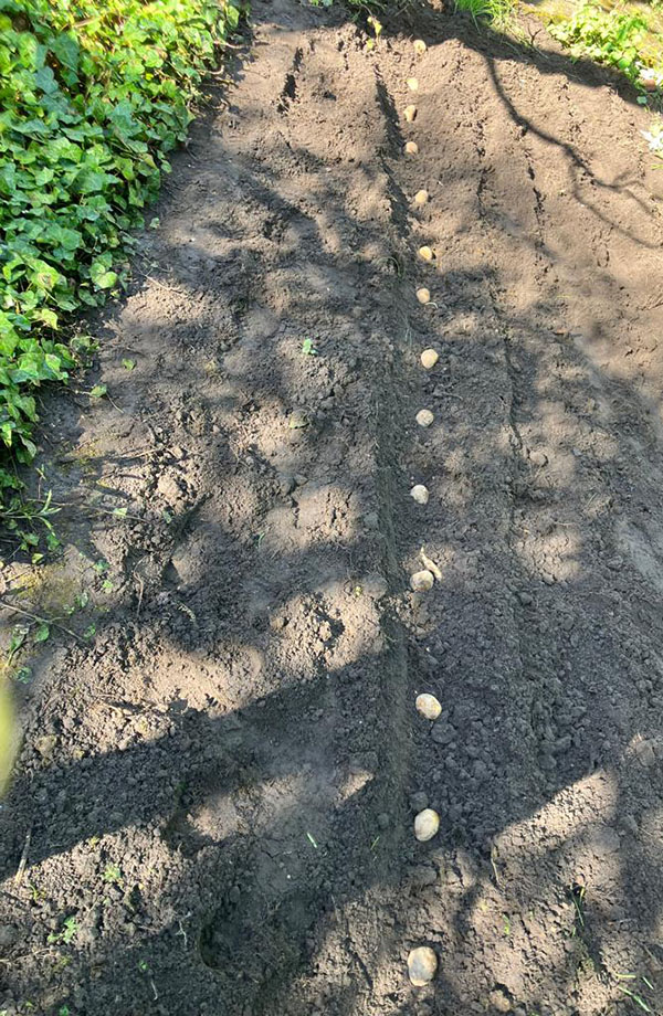 Kartoffeln pflanzen